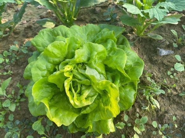 Iceberg Lettuce